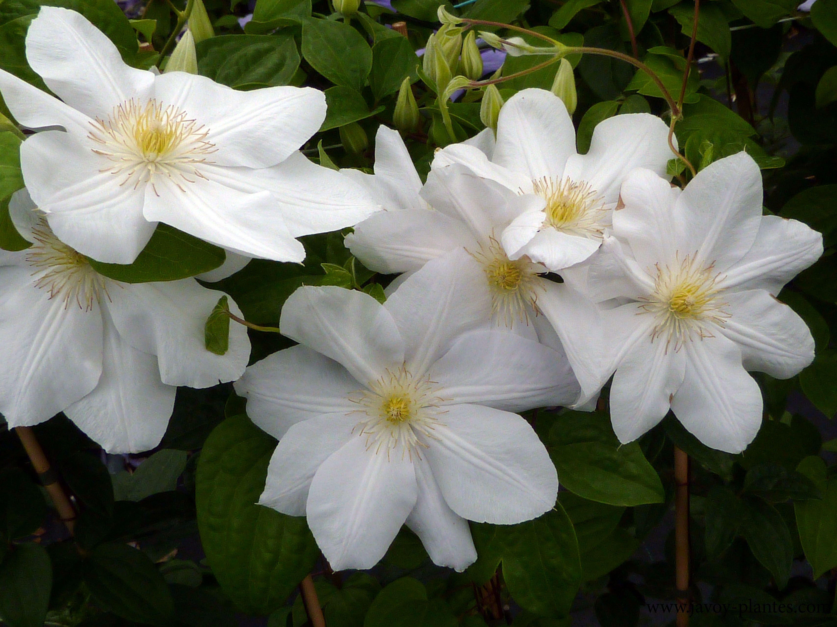 Clematis jackmanii 'Madame Le Coultre'